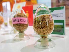 <strong>依托兵关策略、齐心合力的精诚协做</strong>…